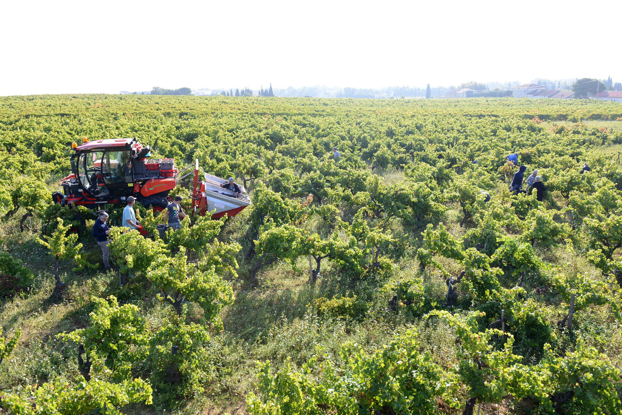 Hands harvesting grapes at Domaine de la Janasse