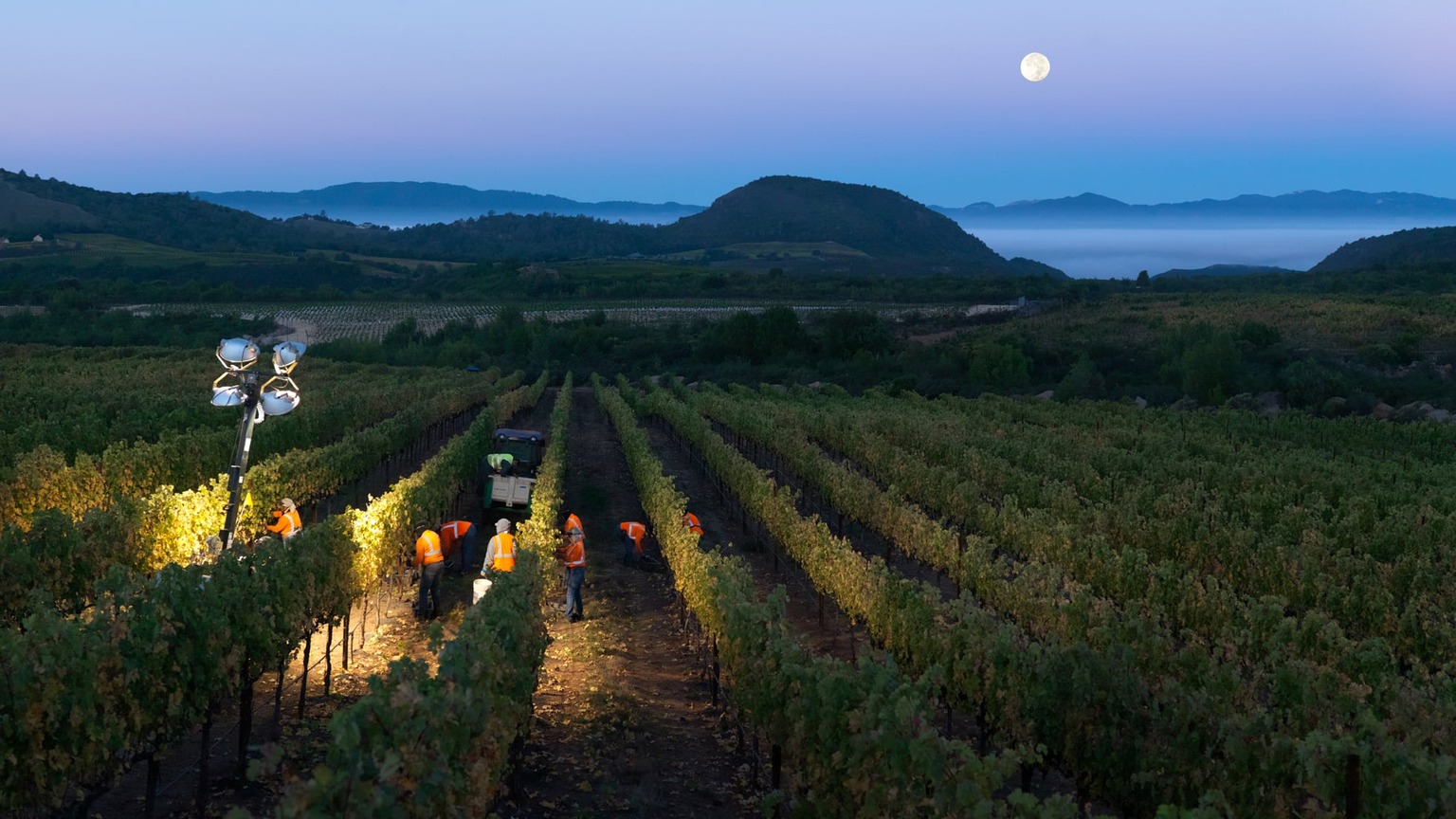 Acumen Atlas Peak vineyard, official photograph