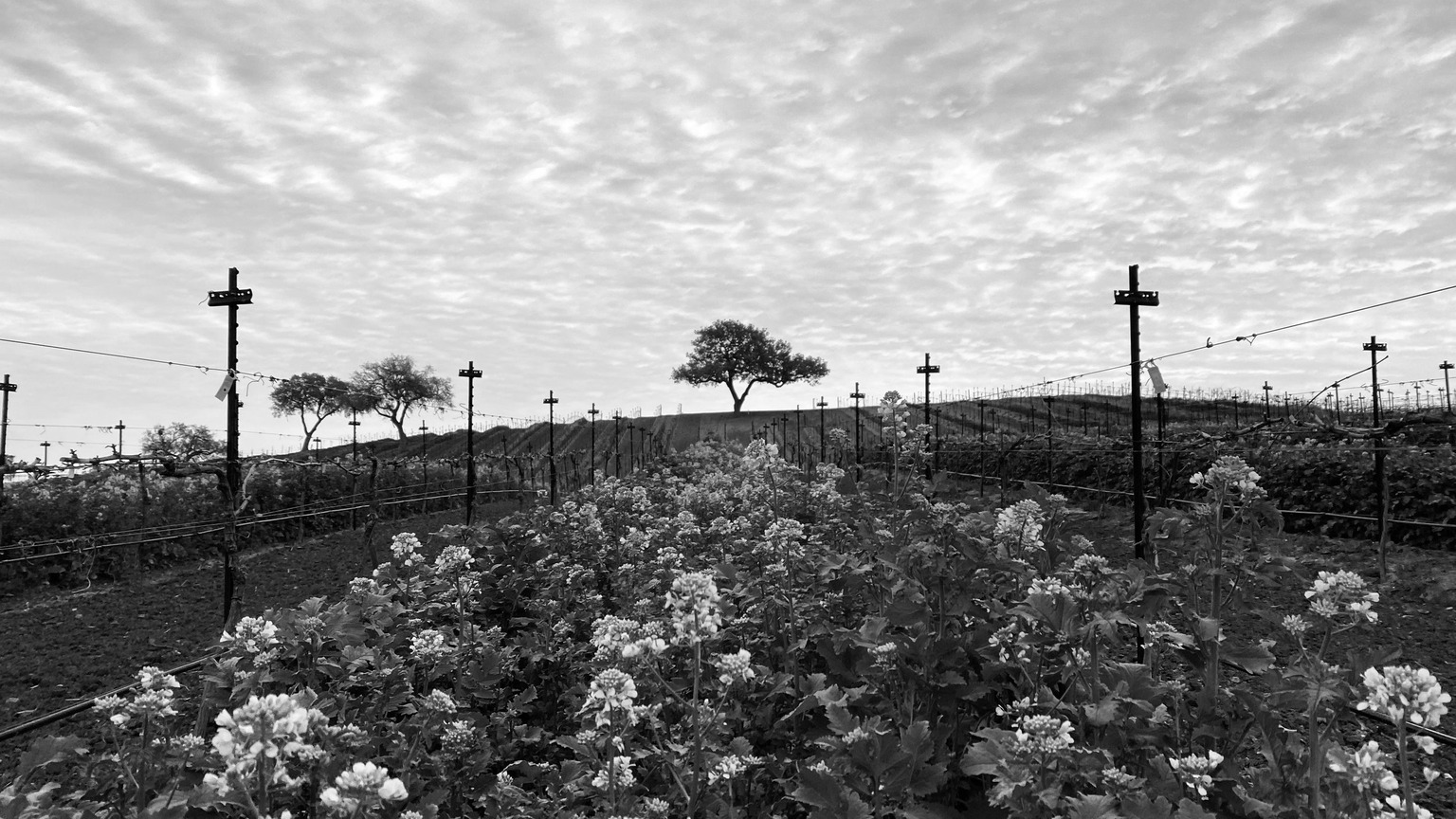Arbuckle Ridge, official photograph from the winery