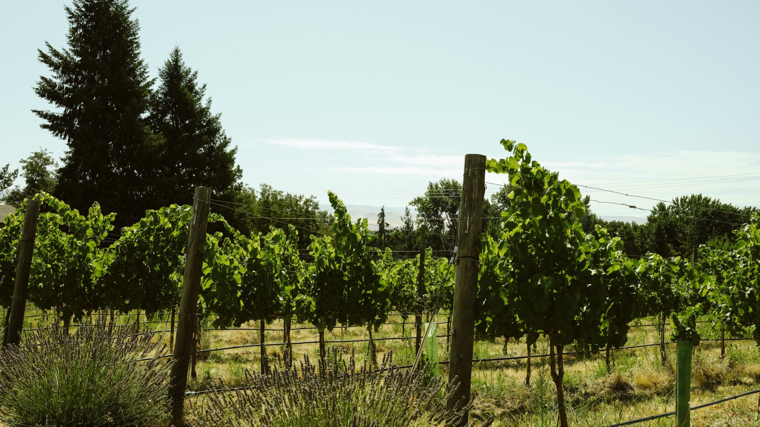 Official Grosgrain Vineyard, Oregon-side Walla Walla