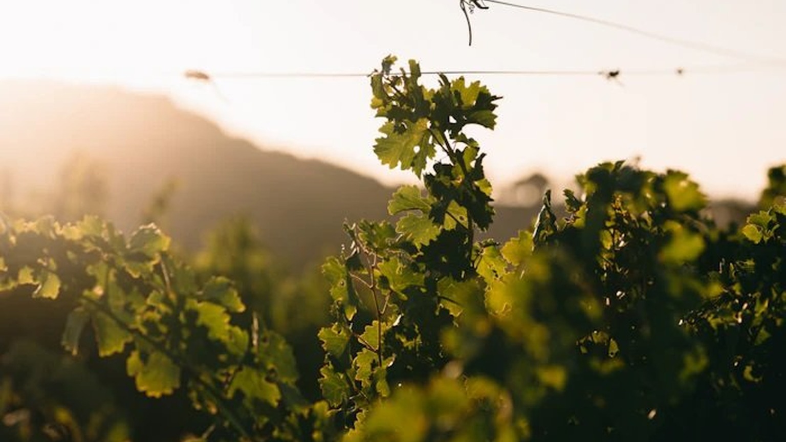 Patrimony Estate vines, official photograph
