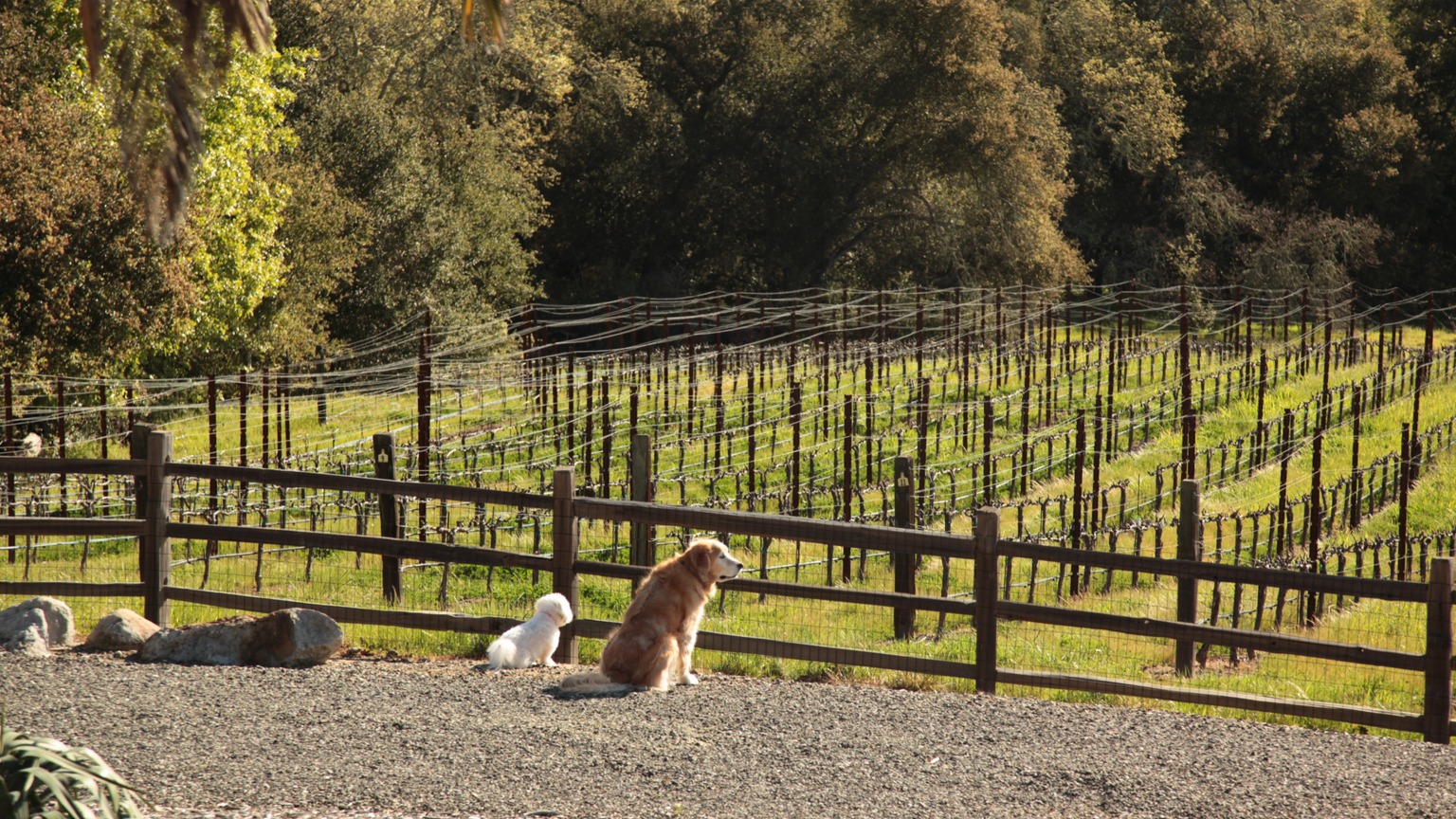 Three Twins Vineyard hillside, official photograph