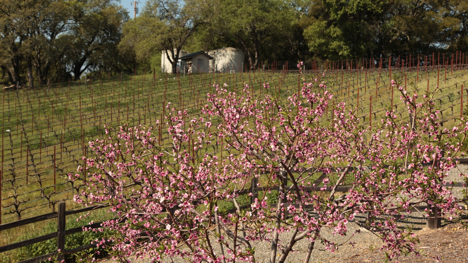 Three Twins Vineyard, official Stone the Crows photograph