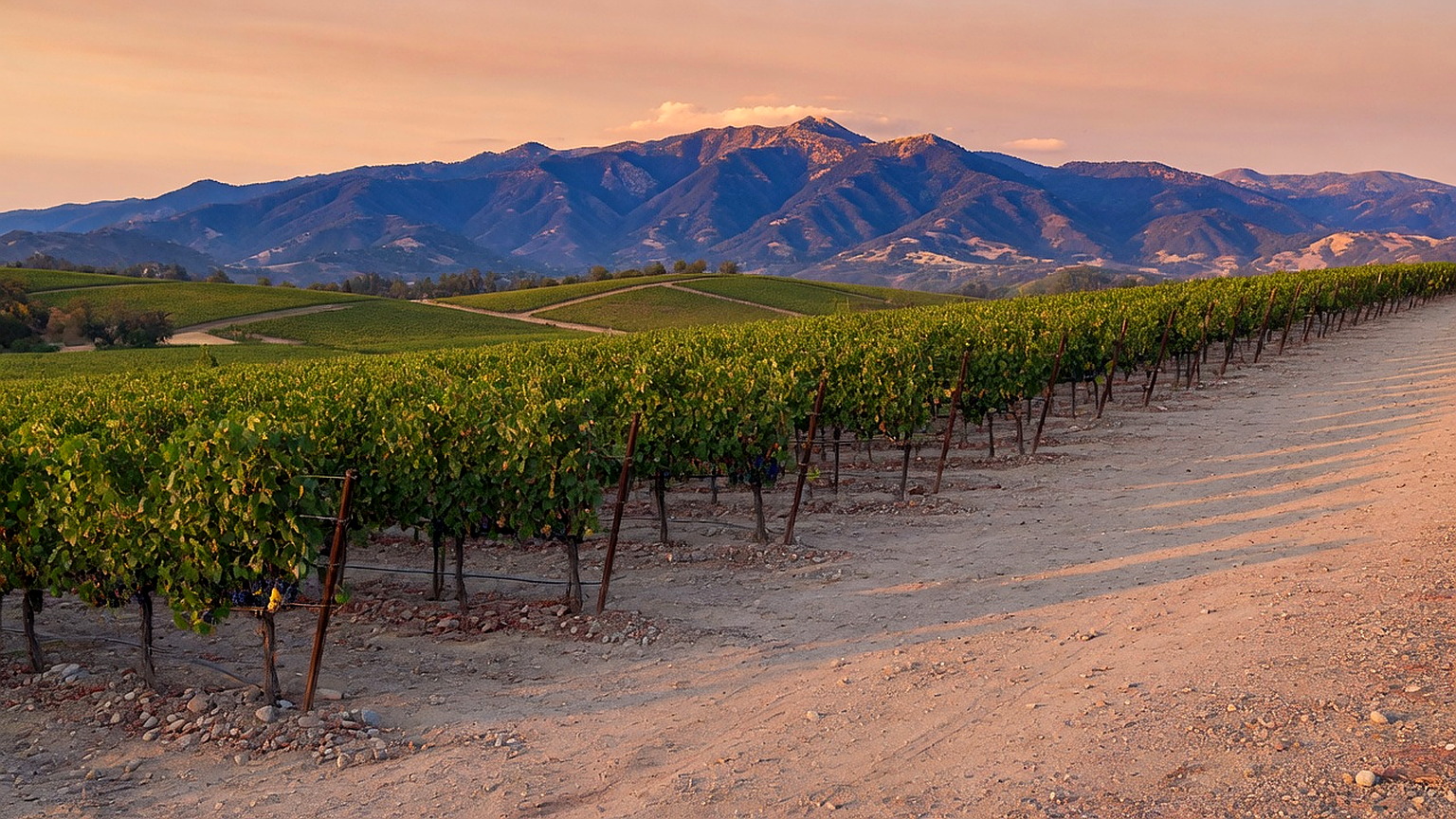 Napa Valley vineyard landscape, generated scene