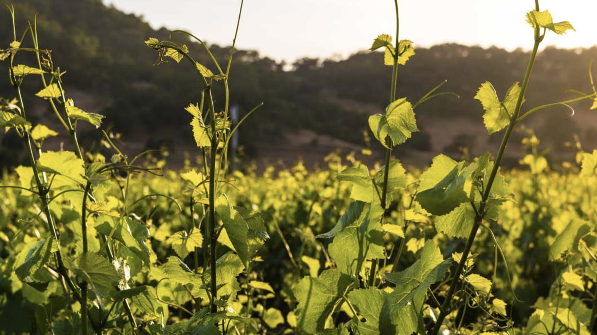Young Mason vineyard shoots in late sun