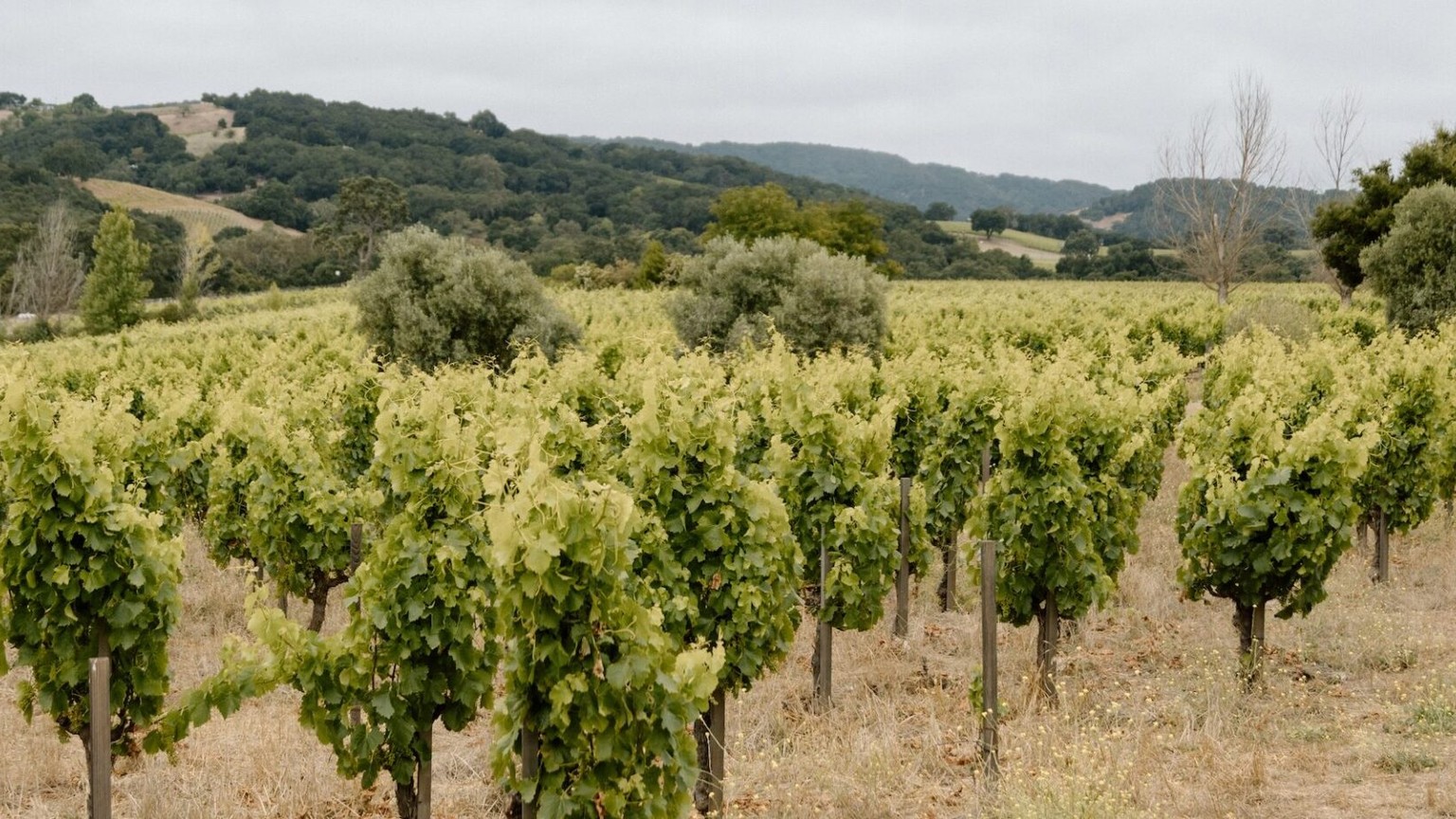ONX Estate Vineyard rows in the Templeton Gap