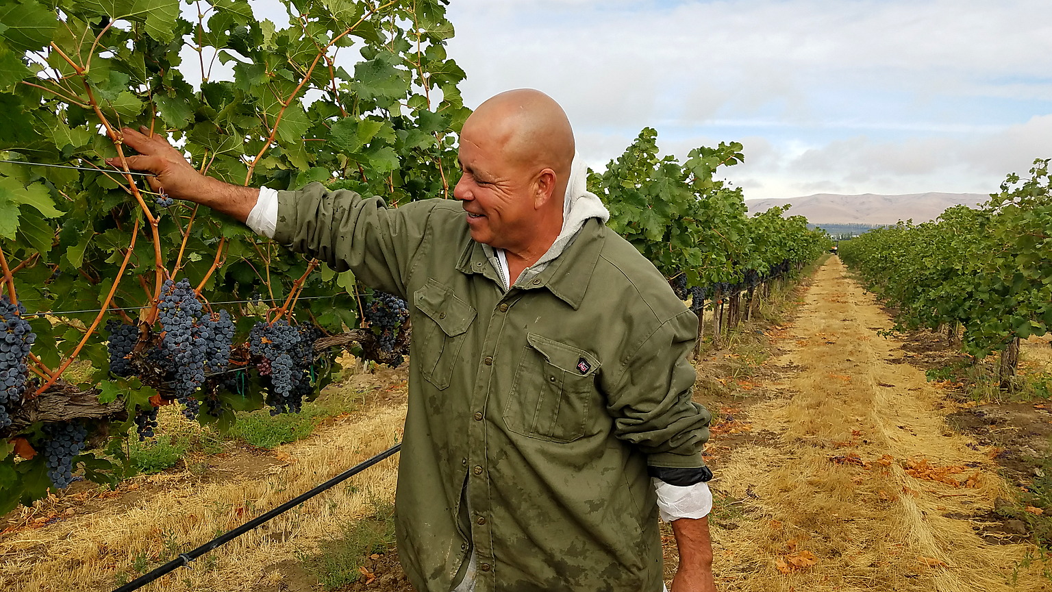 Harvest at Weinbau Vineyard on the Wahluke Slope, a core source for Pedestal