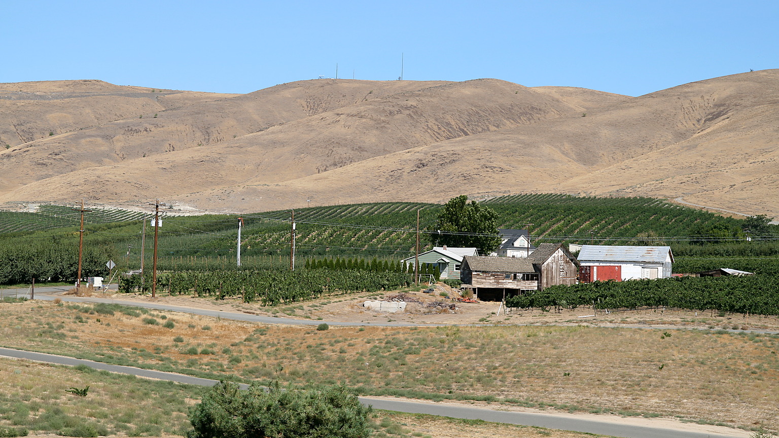 Vineyard rows and dry hills in Washington wine country