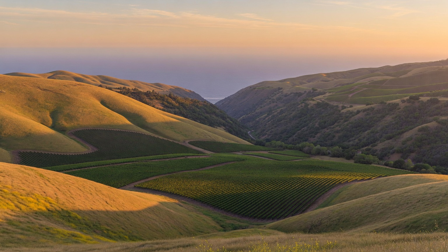 Rolling Sta. Rita Hills vineyard blocks in marine haze, generated scene