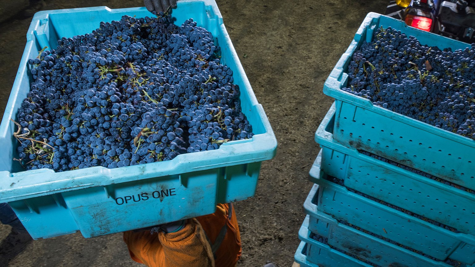 Harvest bins at Opus One