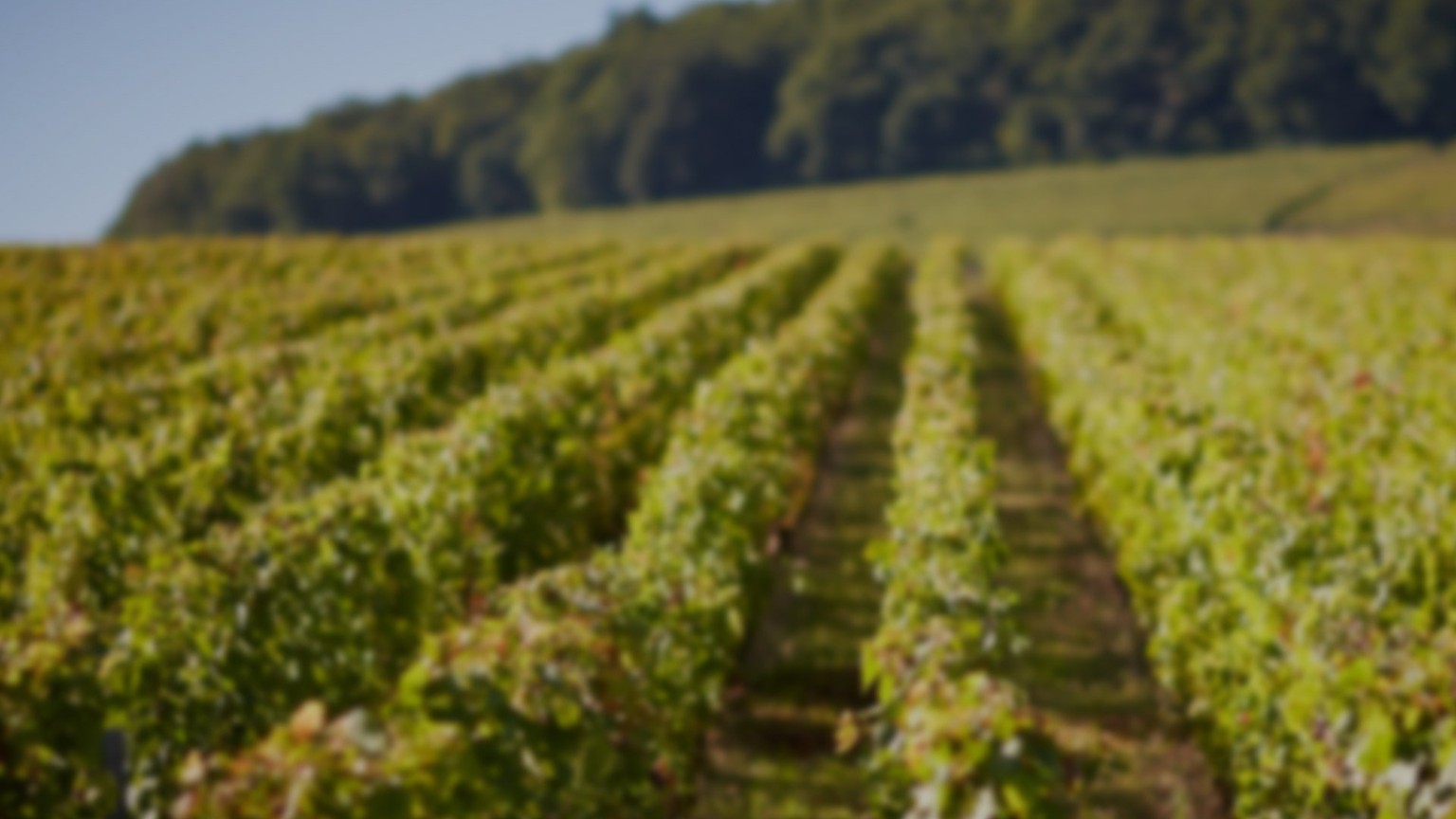 Soft focus rows of vines below a wooded Burgundy ridge