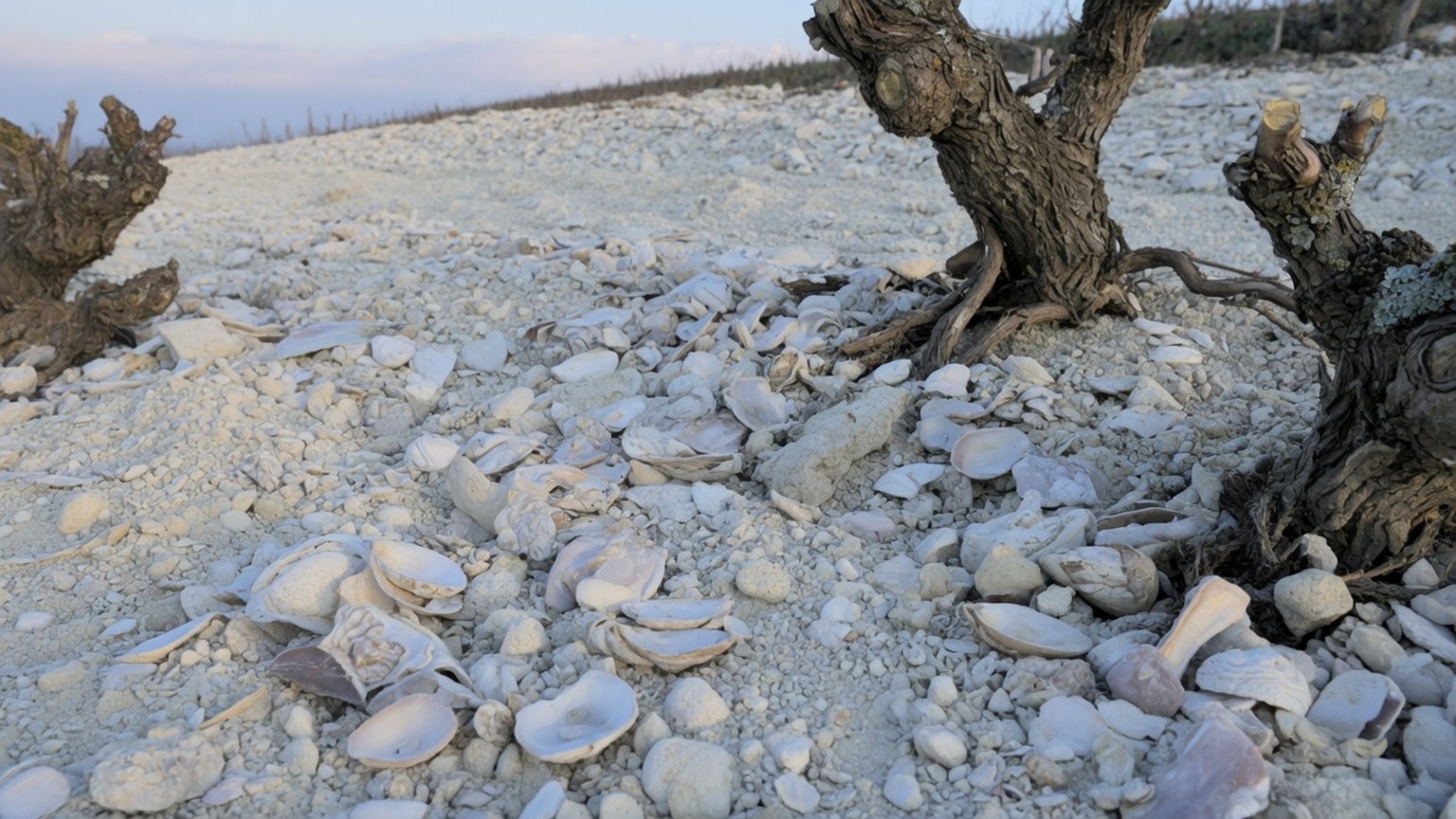 Pale limestone soil and oyster shells among old vines