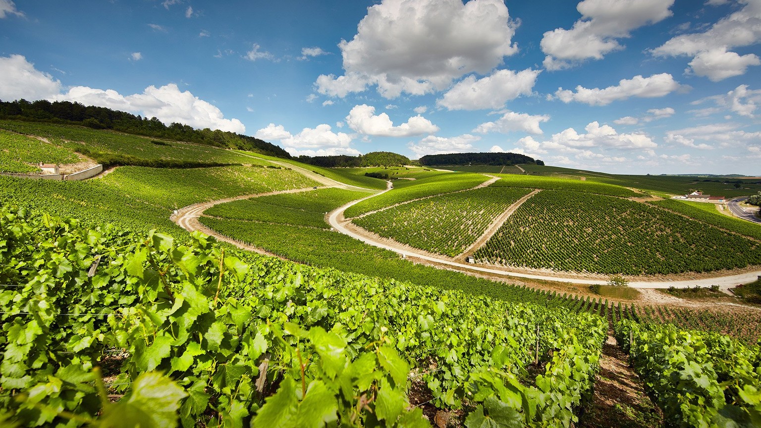Chablis vineyard hills under a bright sky