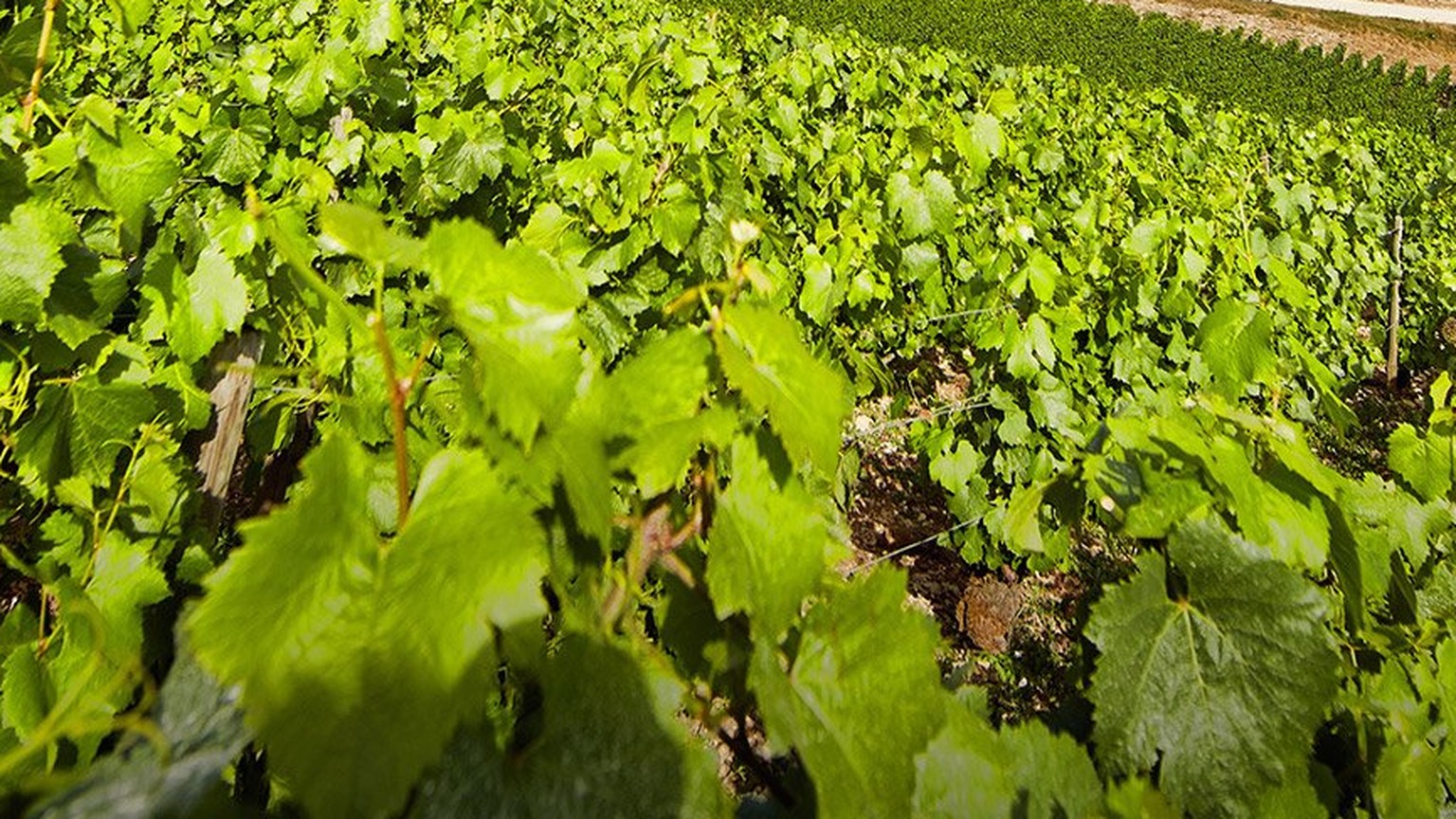 Close Chardonnay leaves in a Chablis vineyard