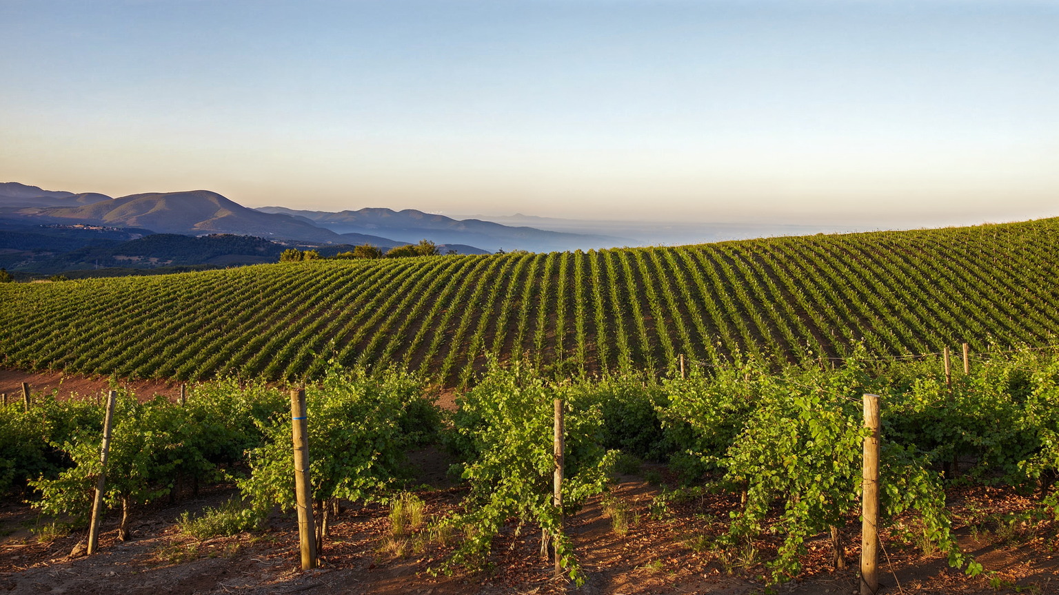 Rows of Caymus vines in Napa Valley