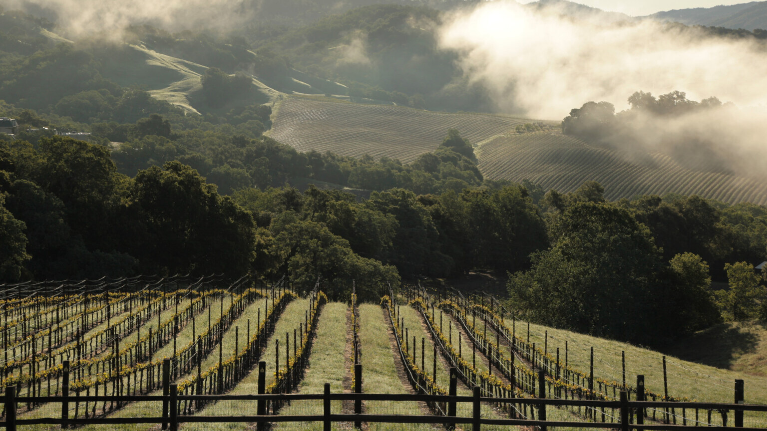 Morning fog lifting above the steep rows of Three Twins Vineyard