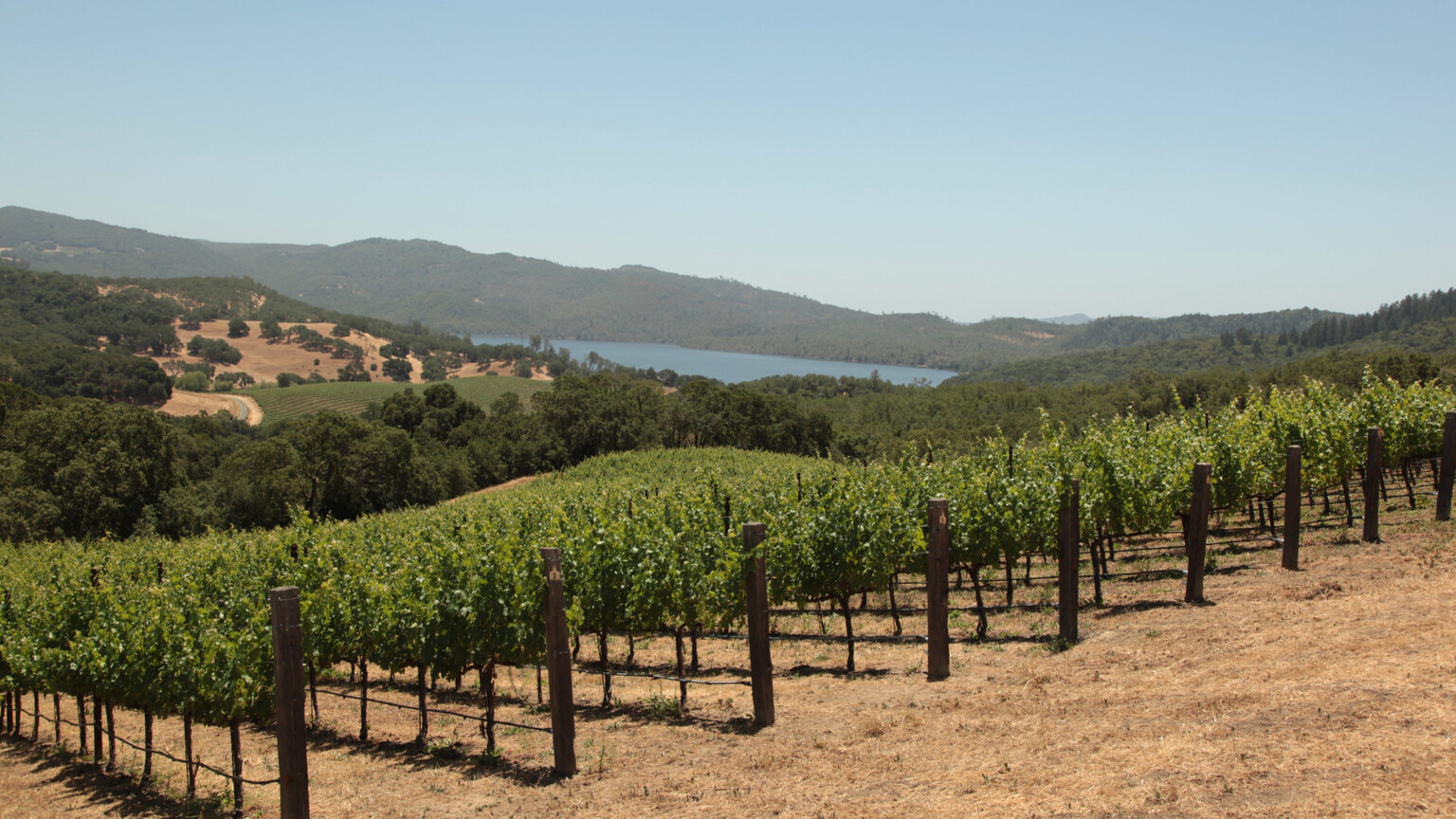 Three Twins Vineyard overlooking Lake Hennessey