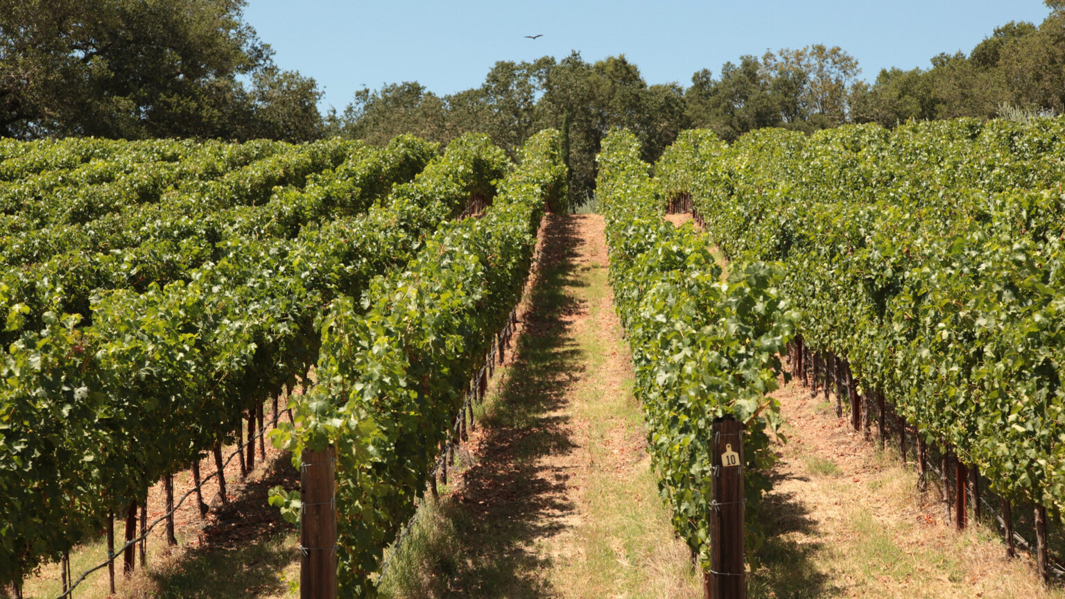 Cabernet Sauvignon rows at Three Twins Vineyard