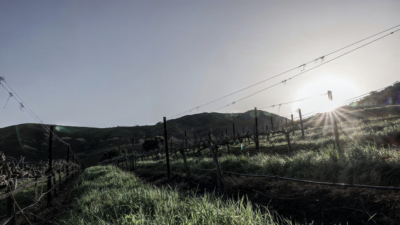 Late light on a Paso Robles vineyard