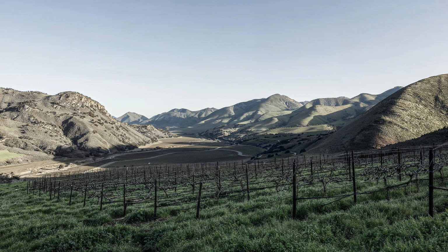 Vineyard rows above the Paso Robles valley