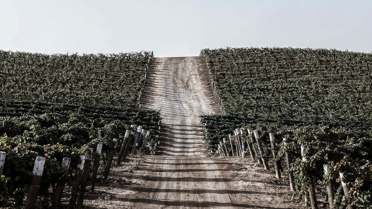 Vine rows along a Paso Robles vineyard road
