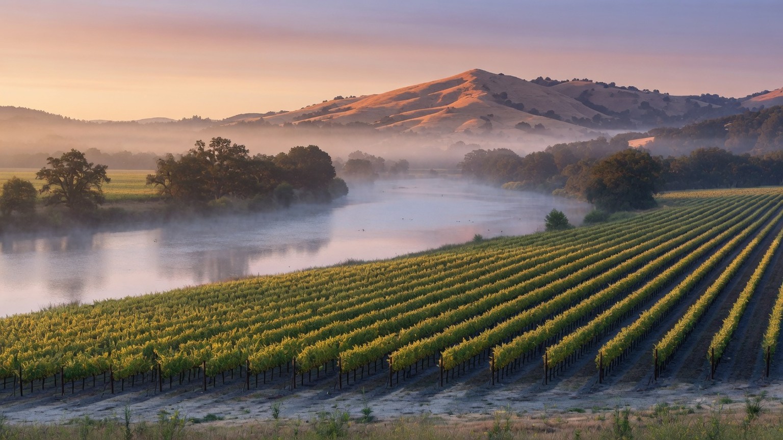 Fog lifting off a river beside Chardonnay rows, generated Russian River scene