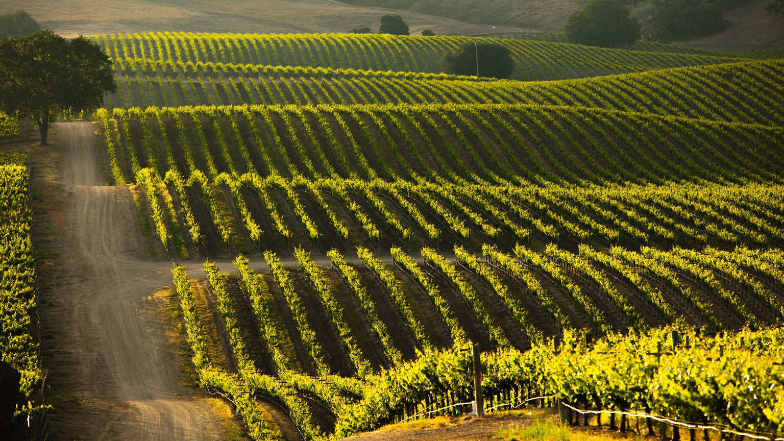 Sunlit Vina Robles vineyard rows in Paso Robles