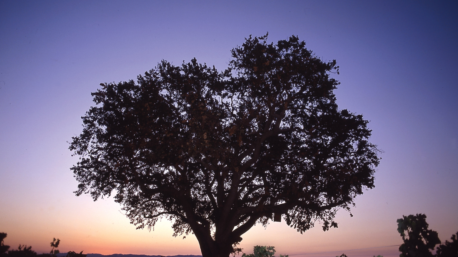 A mature oak silhouetted at sunset on the Vina Robles estate