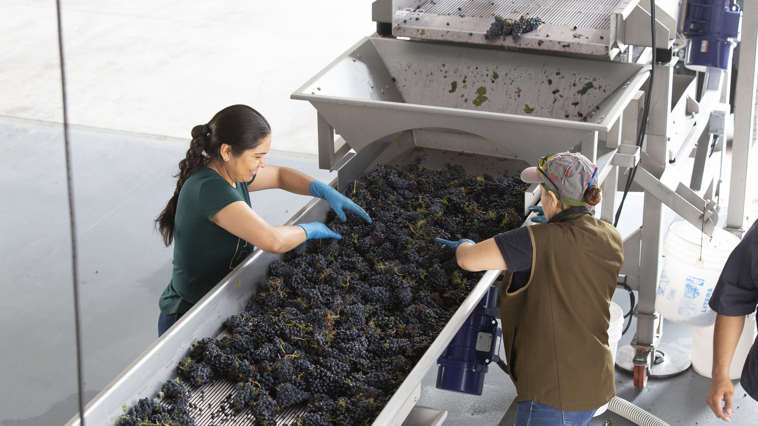 Vina Robles cellar team sorting red wine grapes at harvest