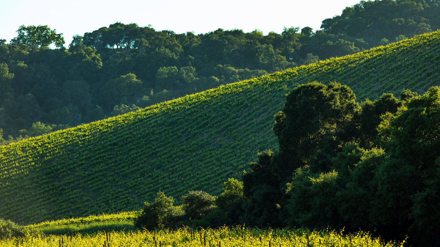 Vina Robles vineyard climbing a westside Paso Robles slope