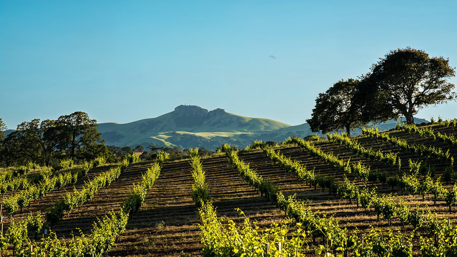 Hillside Cabernet rows at Caymus Vineyards in Napa Valley