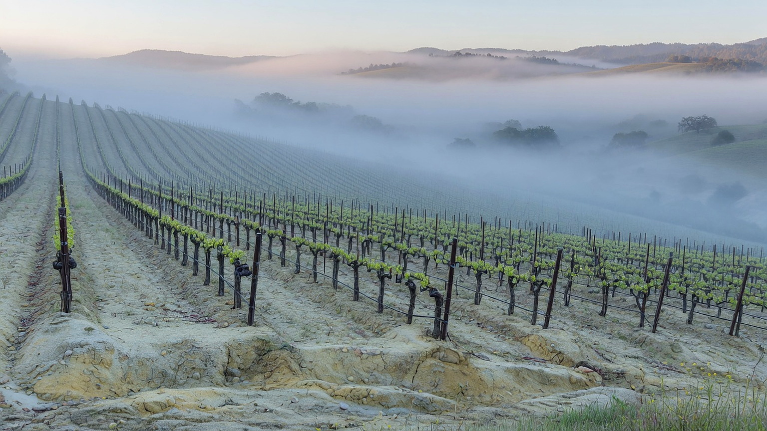 Russian River Valley vineyard landscape, generated scene