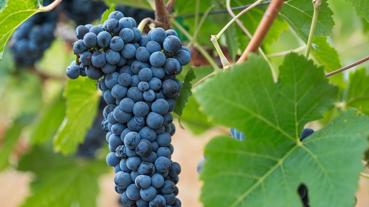 A cluster of Petite Sirah at Caymus-Suisun