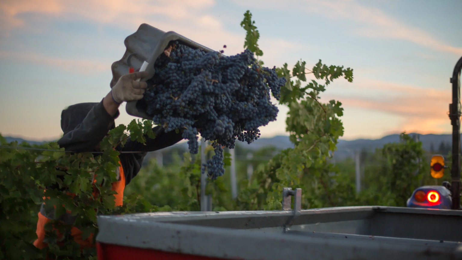 A harvest hand tips dark Cabernet clusters into a gondola at dusk