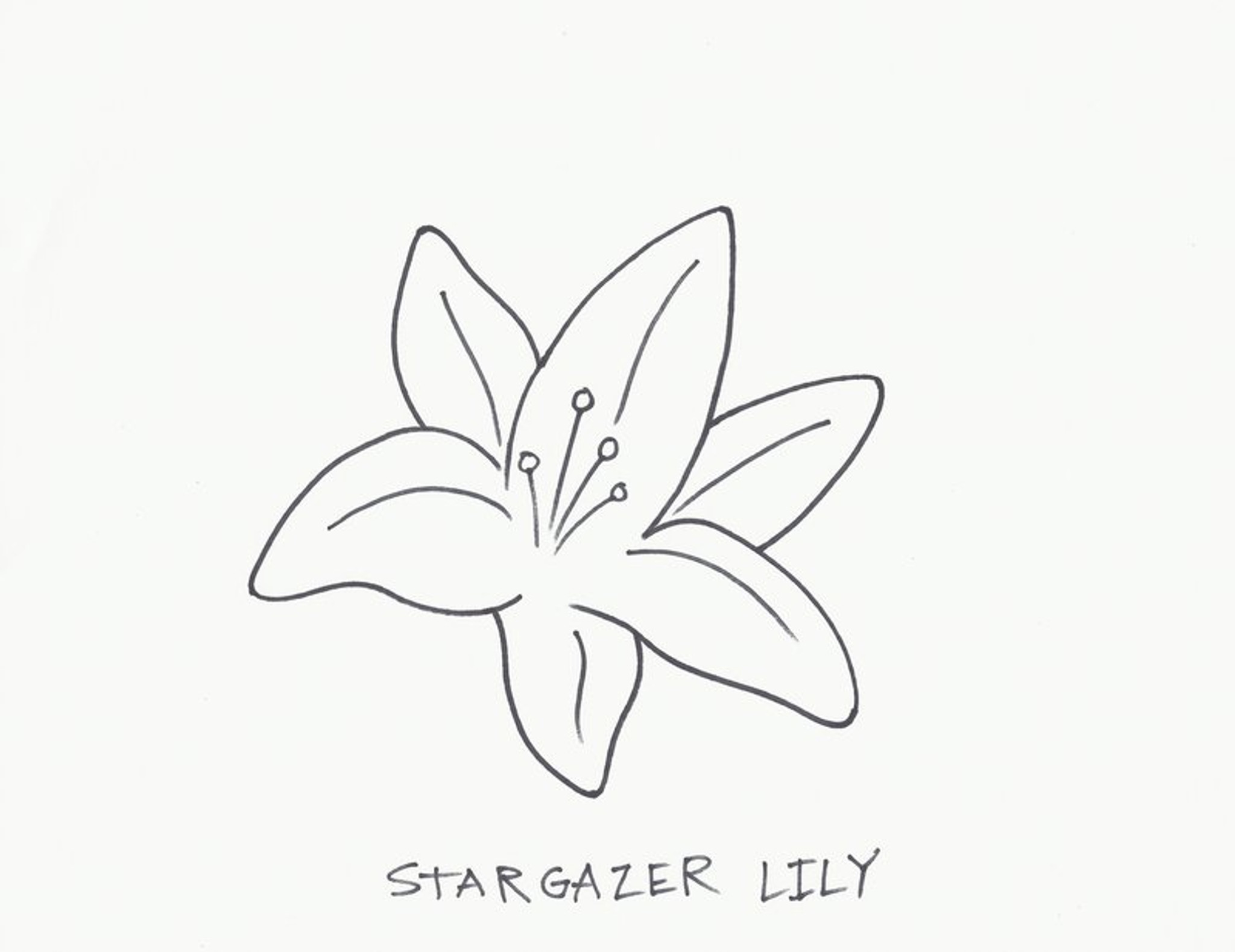 stargazer lily line drawings