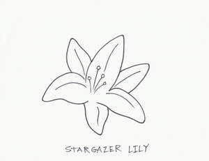 STARGAZER LILY