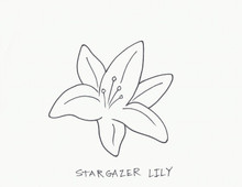 lily⭐︎ Pre-order Longfield Gardens Lily Collections, 40-bulbs | Costco