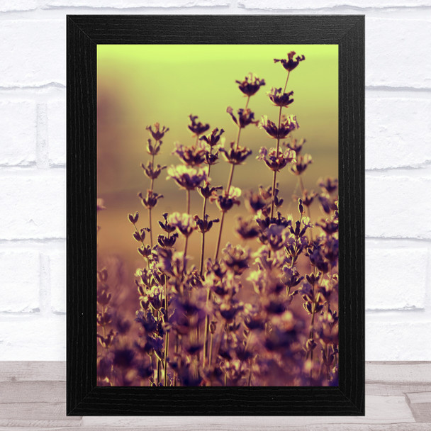 Blooming Lavender In A Field Home Wall Art Print