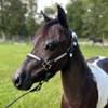 Leather Performance Halter - Black and silver scroll