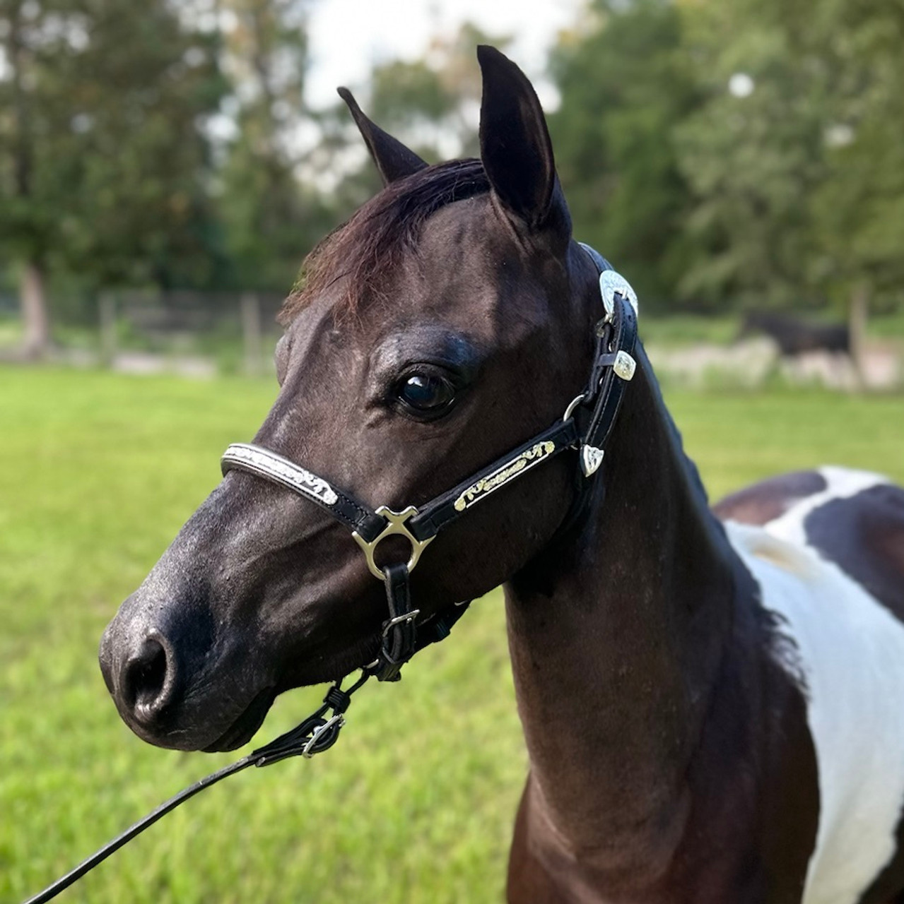 Leather Performance Halter - Black and silver scroll