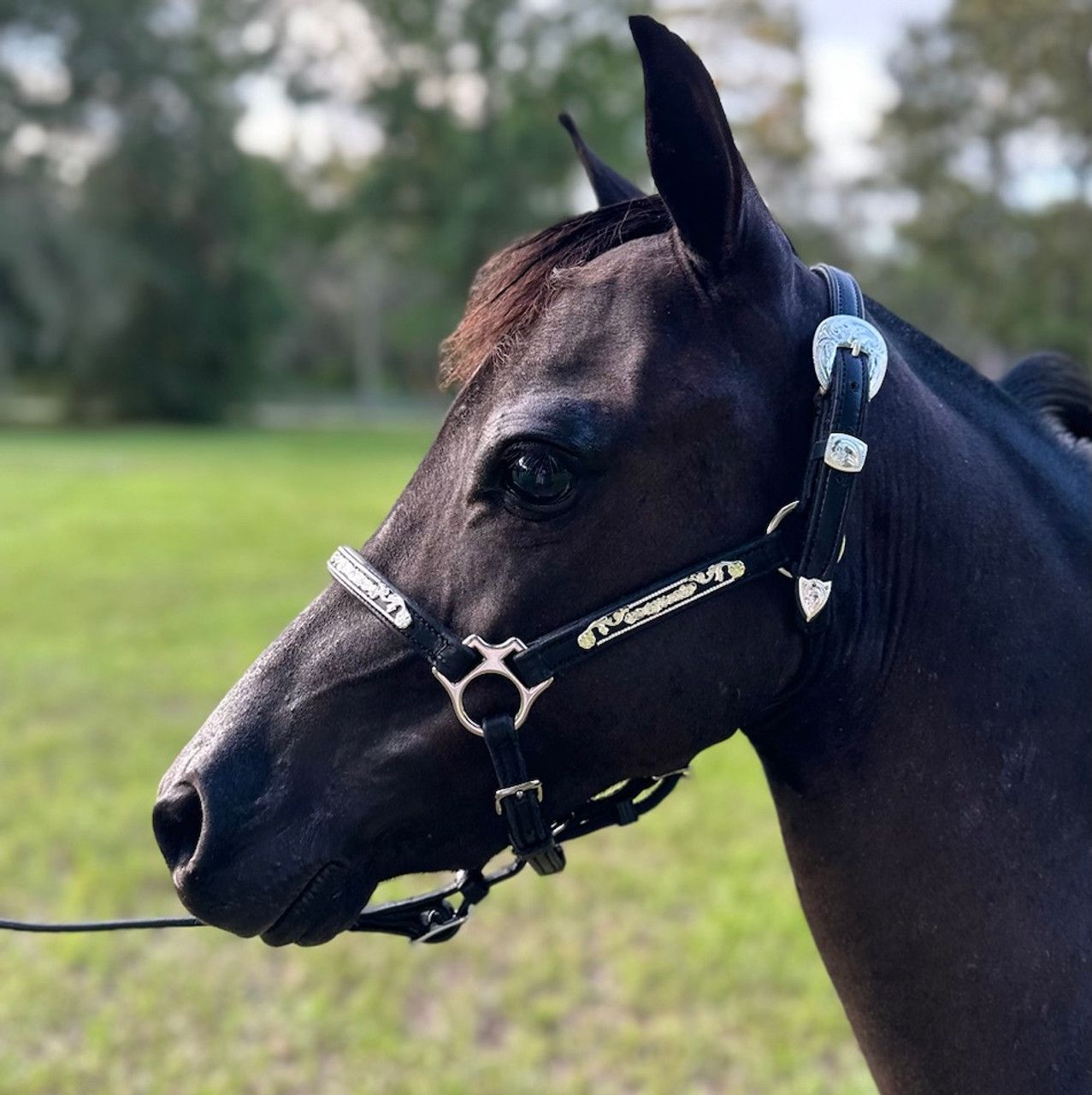 Leather Performance Halter - Black and silver scroll