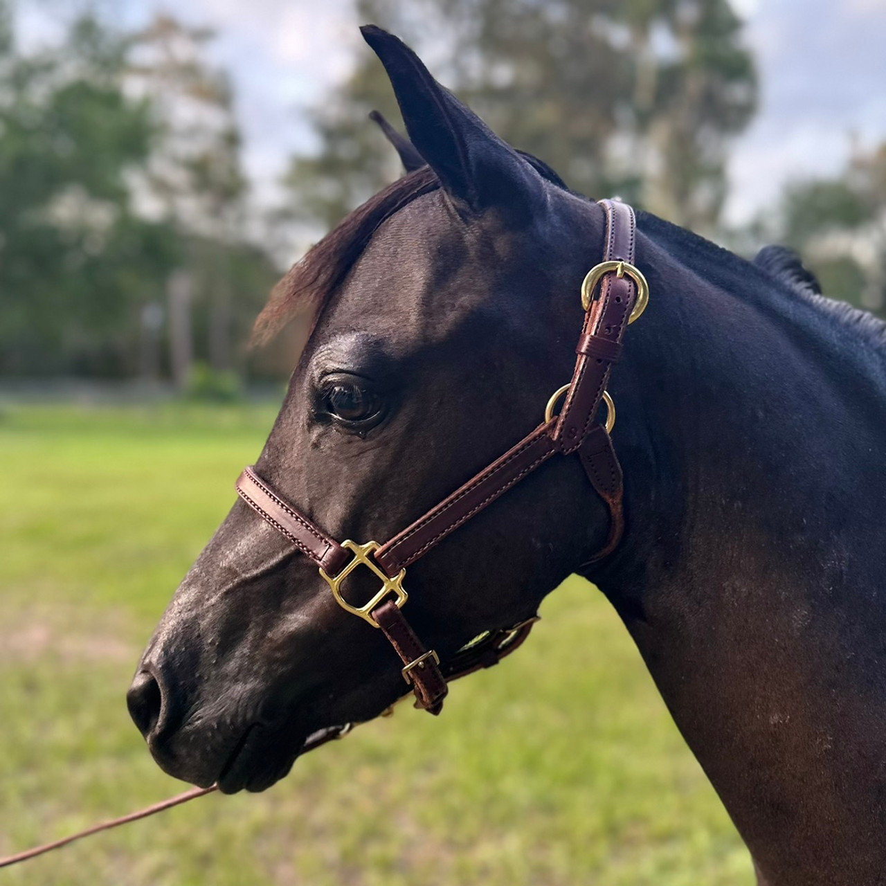 Leather Halter