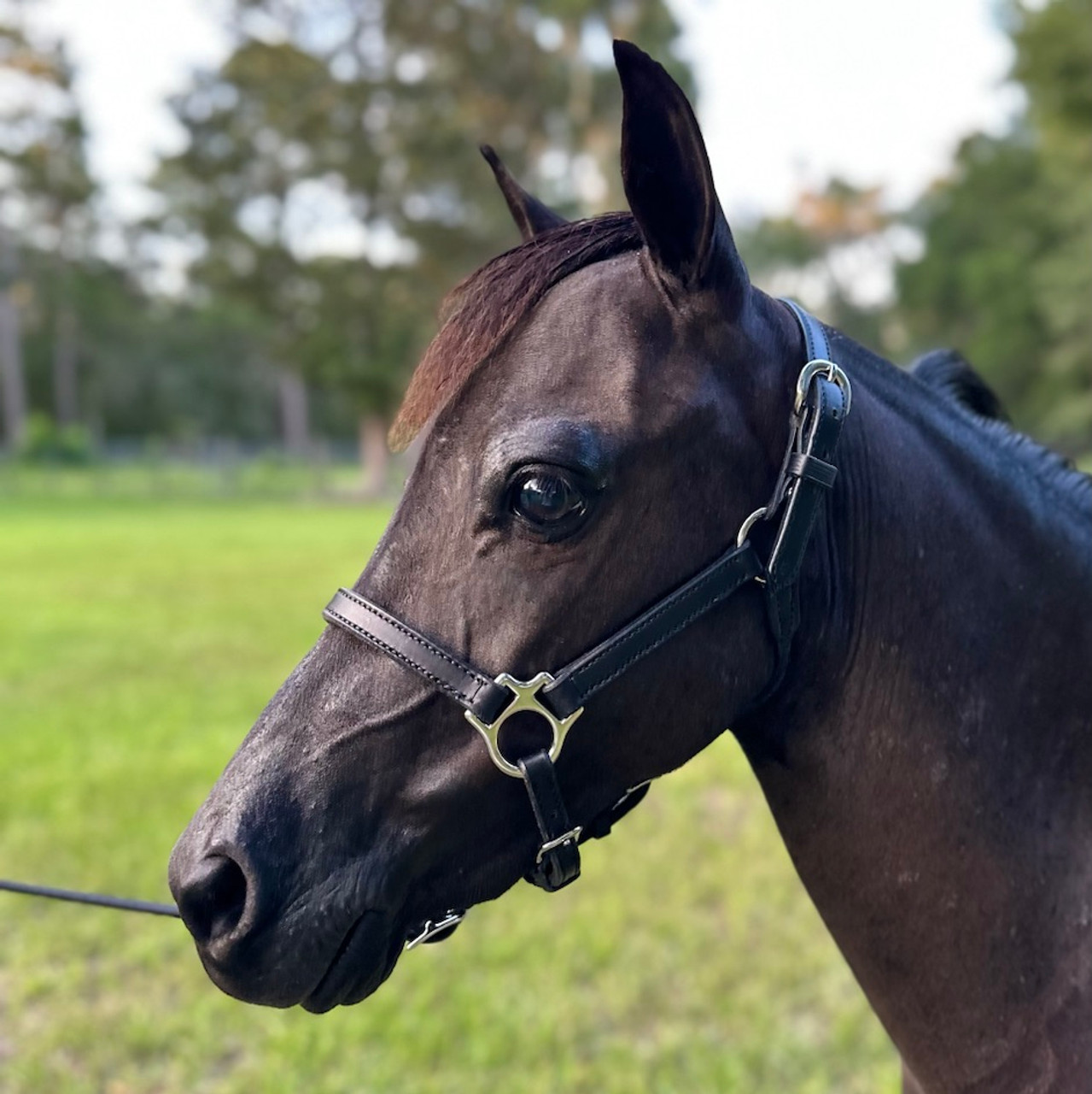 Leather Halter