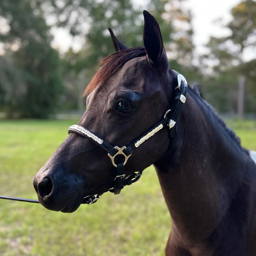 Leather Halter - Mini Express Tack