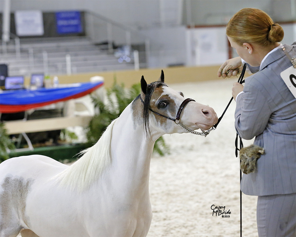 Mini Express Miniature Horse Equipment