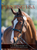 2026 Eventing USA - Issue 1