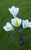 LED Magnolia Flower Stake Light Solar Energy Rechargeable for Outdoor Garden LED Magnolia Flower Stake Light Solar Energy Rechargeable for Outdoor Garden