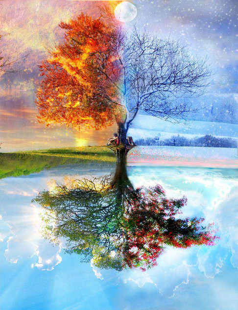 Colorful Tree Of Life In Seasons