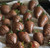 Chocolate Covered Strawberries