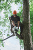 Stihl MS151TC-E Top Handle Chainsaw - 12" Bar